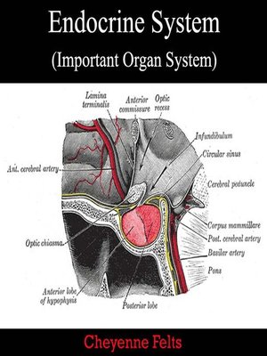 cover image of Endocrine System